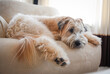 © Cavan Images - Wheaten dog laying on an upholstered chair in a bright room.