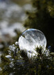 © Cavan Images - Close up of soap bubble freezing on an everygreen branch outside.