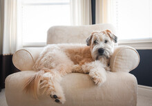 Wheaten Dog Laying On An Upholstered Chair In A Bright Room.