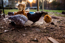 Young Chicken Walks Past Colorful Flock As They Eat At Sunset