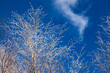 © Cavan Images - trees in winter against blue ky