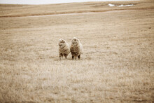 Two Sheep Standing On A Prairie