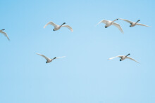 View From Below Of Tundra Swans Flying Against A Blue Sky
