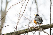 Closeup Of A Robin Bird Sitting On A Bare Branch