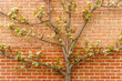 © Cavan Images - Kieffer pear tree (Pyrus communis 'Kieffer') by brick wall in spring