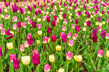 Profusion Of A Variety Of Tulips Blooming In A Garden Bed In Spring