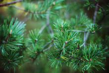 Close-up Of Pine Tree In Forest