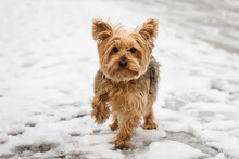 Yorkshire Terrier Dog Outside In The Snow Looks At Camera