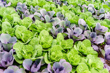Alternating Rows Of Cabbage Cultivars In Vegetable Garden In Spring