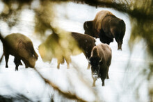 View Through The Woods Of A Herd Of Bison In The Snow