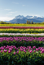 Tulip Flowers In Mountain Landscapes