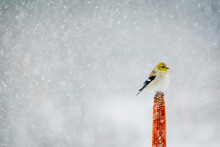Goldfinch In The Snow