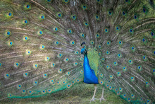 Close-Up Of Peacock In Holland Park