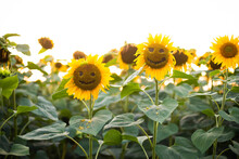 Close-up Of Smiling  Sunflowers Growing Outdoors During Sunny Day