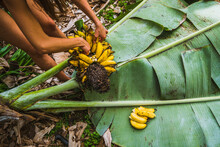 A Woman Harvests Bananas In The Forest On The Island Of Maui In Hawaii