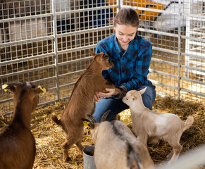 Wall Mural - Cheerful successful professional young female farmer playing with cute goatlings in stall on sunny day..