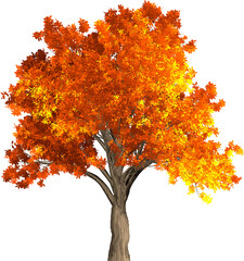 autumn tree isolated