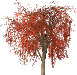 autumn tree with leaves