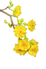 Isolated Yellow Apricot Flower, Traditional Lunar New Year In Vietnam