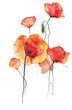 Red Poppy flower watercolor drawing, isolated illustration