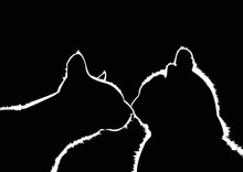 Silhouette Of A Cat