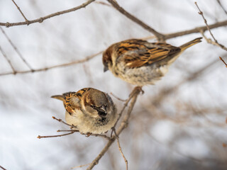 Two Sparrows sits on a branch without leaves.