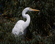 Great Egret Perched in a Tree