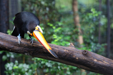 Wall Mural - The toco toucan bird on the wood tree