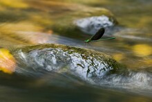 Green Dragonfly Perched On A Rock In The River