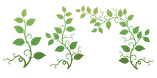 Illustration Of Various Leaves And Grass With Rose Leaves And Thorns On A Transparent Background