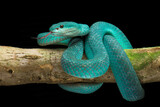Fototapeta Zwierzęta - blue viper snake on a tree