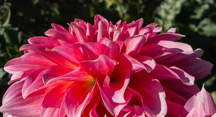 Wall Mural - close up of pink dahlia