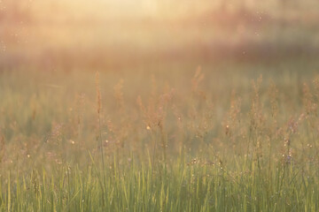 Wall Mural - Morning sunrise scene with grass and flowers and drops of dew.