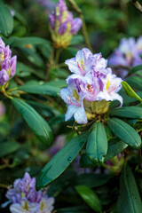 Poster - Branches with purple rhododendron flowers, in a garden.