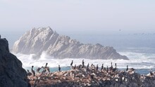 Flock Of Brown Pelicans On Cliff, Rocky Island In Ocean, Point Lobos Landscape, Monterey Wildlife, California Coast, USA. Big Waves Crashing, Birds Flying. Many Pelecanus Nesting, Wild Animals Colony.