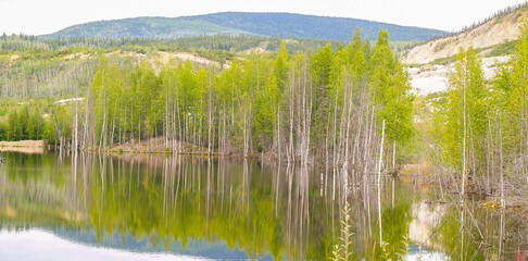 Sticker - Alaskan birch trees around and reflected in calm pond water