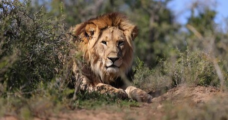 Wall Mural - portrait of a lion in the savannah