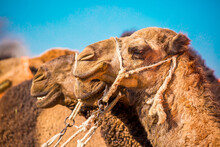 Bactrian Camels In The Desert. Camels Harnessed To Riding Reins. Camel Head And Mouth Close-up. Camel Nose. Egyptian Desert.