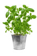 Isolated fresh green basil bush in a metal vintage bucket. PNG file with transparent background.