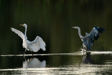 Western Great Egret (Ardea Alba) And Grey Heron (Ardea Cinerea) Landed In The Water.  Gelderland In The Netherlands.      