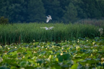 Poster - Two Eastern great egrets flying above the pond full of Yellow lotuses with green leaves