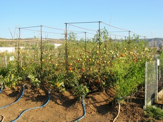 Wall Mural - tomato plants with drip irrigation systems