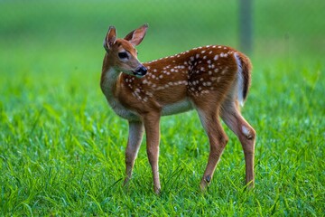 Canvas Print - Closeup shot of a little deer walking on the grass