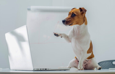 smart dog uses laptop watches video makes online shopping communicates online .jack russell terrier in office with laptop