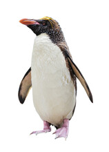 Northern Rockhopper Penguin Cut Out