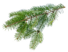 Fir Tree Branch Isolated On White Background