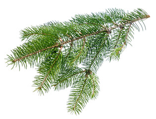 fir tree branch isolated on white background