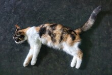 Beautiful Calico Cat Mom Lying On The Cement Floor Isolated On Cement Texture Background.