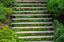 Wooden Steps On The Stairs In The Green Vegetation Of The Park.