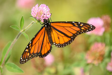 Stunning Monarch Butterfly On A Small Wildflower In The Canadian Countryside In Quebec